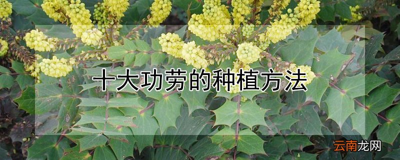 十大功劳的种植方法