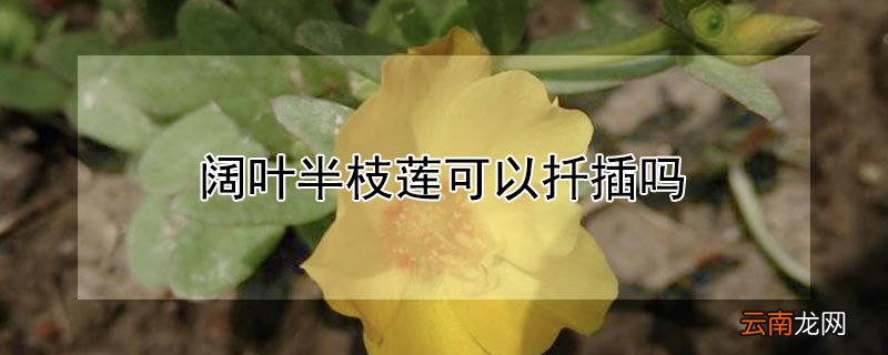 阔叶半枝莲可以扦插吗
