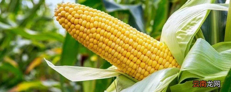 禾育35玉米种子 禾育35玉米种子介绍