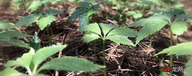 三七苗是什么样子啊 三七苗是什么样子