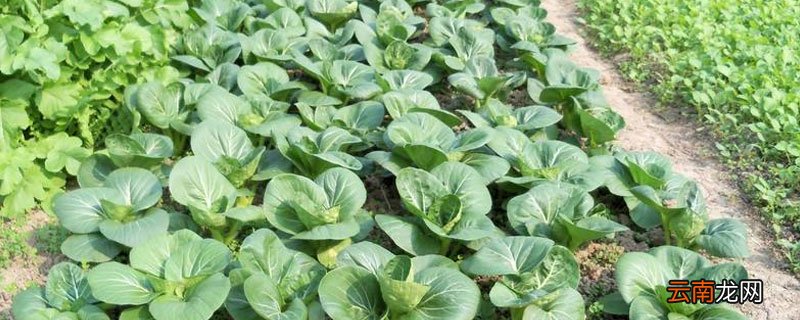 除磷剂的主要成分 除磷剂的主要成分柠檬酸