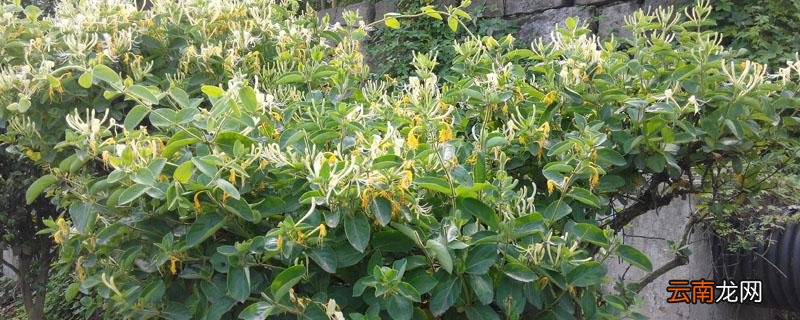 金银花几月份扦插合适 金银花扦插方法和时间