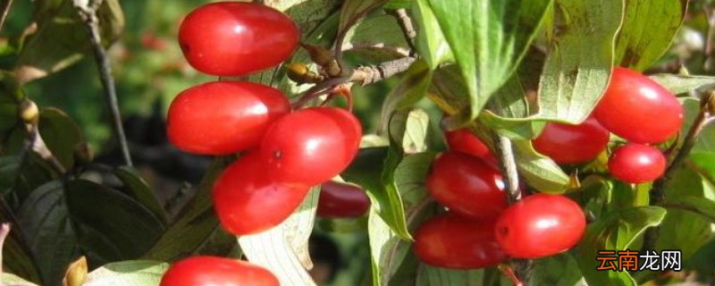 山茱萸肉和山茱萸的区别 山茱萸和山茱萸肉有什么区别