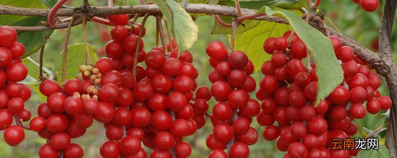 五味子亩产多少公斤 五味子亩产干品多少斤