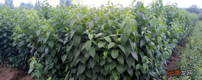 杜仲主产于哪个地方 杜仲产地在什么地方