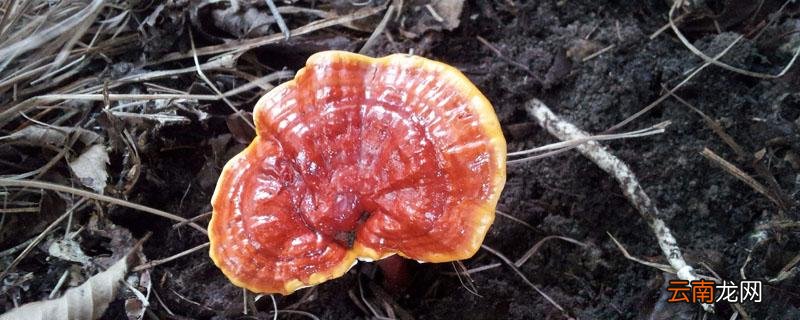 灵芝开花结果的图片 灵芝开花吗