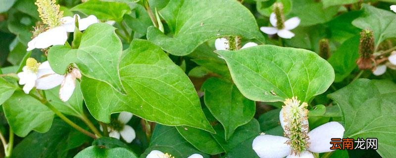 鱼腥草北方有吗，鱼腥草北方人