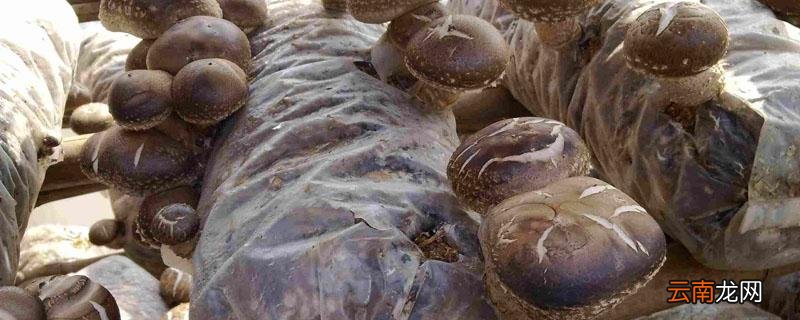 香菇接种后培菌第几天通风，冬季香菇接种后管理