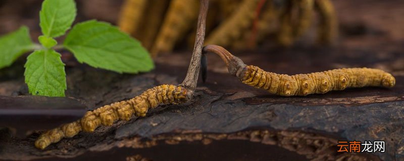 东虫夏草种子 冬虫夏草有种子吗