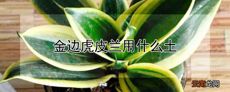 金边虎皮兰用什么土
