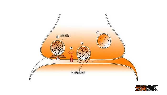 胞吐需要能量吗 胞吐要消耗能量吗