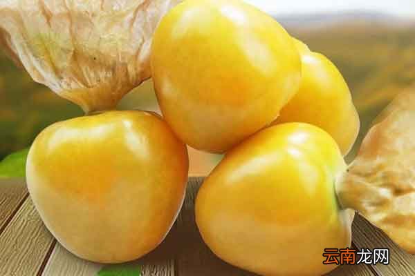 黄姑娘果的功效与作用黄姑娘果的禁忌人群