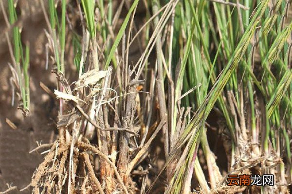醉马草的功效与作用 醉马草的功效