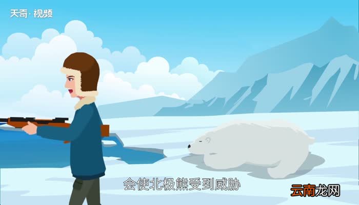 南极有北极熊吗 北极熊可以在南极生存吗