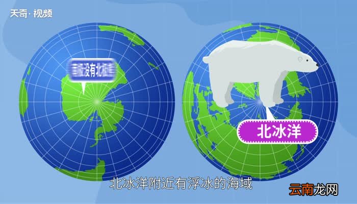 南极有北极熊吗 北极熊可以在南极生存吗