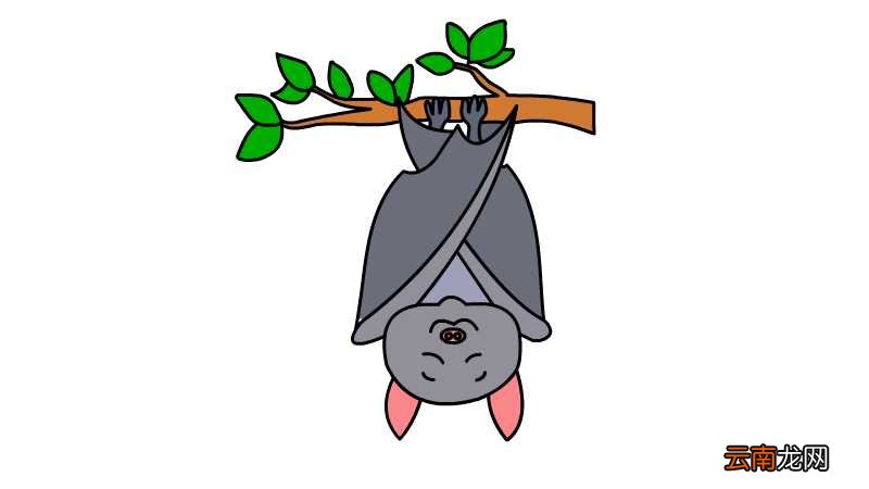 蝙蝠简笔画 蝙蝠的画法