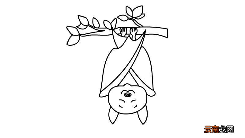 蝙蝠简笔画 蝙蝠的画法