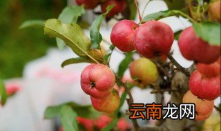 海棠果怎么晒干 海棠果怎样晒干