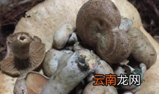 枞菌怎么晒干 鸡枞菌怎么晒干