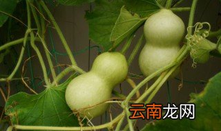 嫩葫芦怎么保存晒干 鲜葫芦怎么晒干