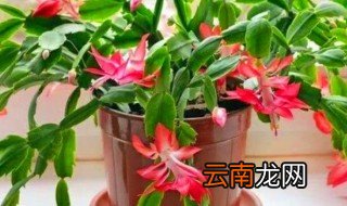 蟹爪兰花独子为什么会发软 蟹爪兰花叶子发软的原因