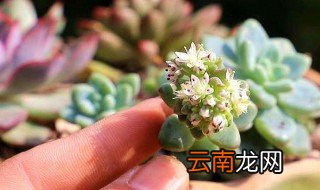 多肉幼苗怎么养 多肉幼苗怎么养护
