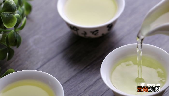苦丁茶的功效与作用 苦丁茶的功效与作用减肥吗