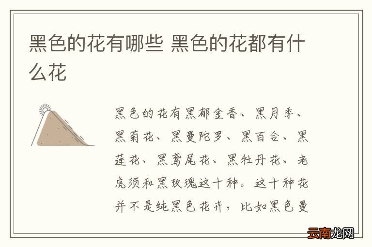 黑色的花有哪些 黑色的花都有什么花