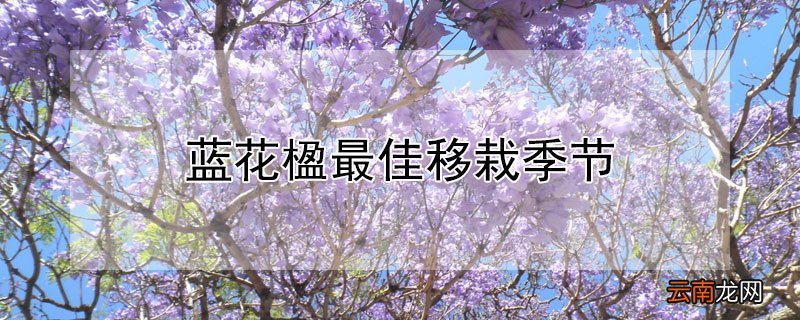 蓝花楹最佳移栽季节