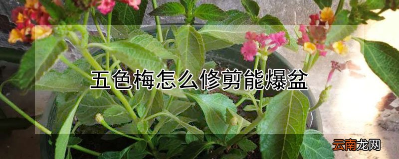 五色梅怎么修剪能爆盆