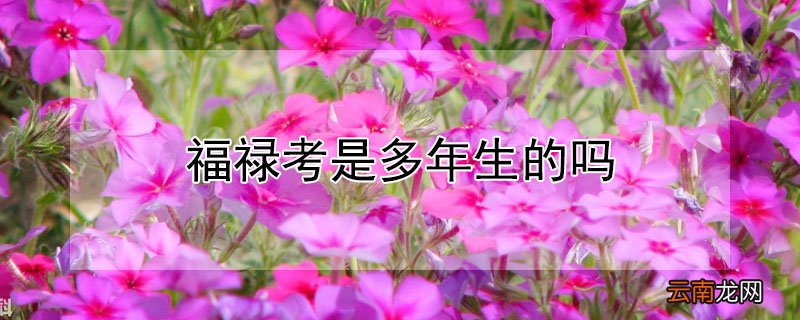 福禄考是多年生的吗