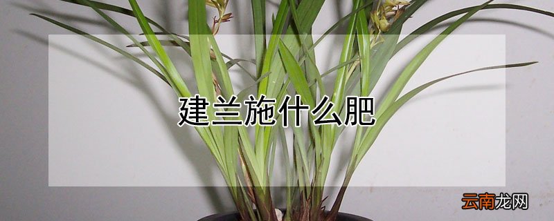 建兰施什么肥
