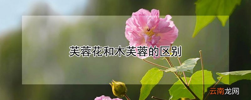 芙蓉花和木芙蓉的区别