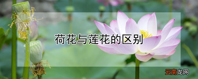 荷花与莲花的区别