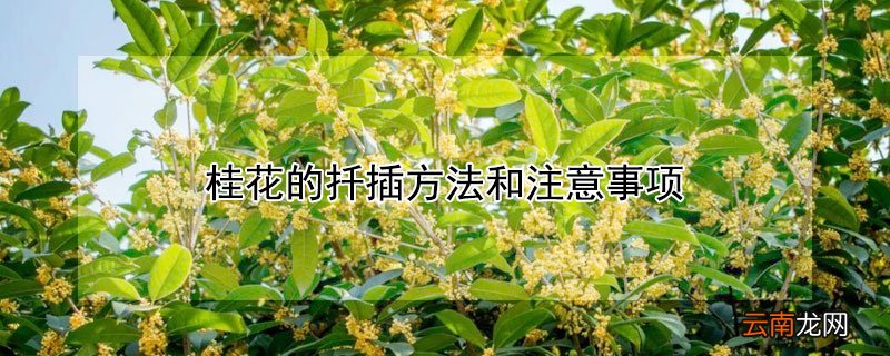 桂花的扦插方法和注意事项