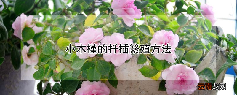 小木槿的扦插繁殖方法