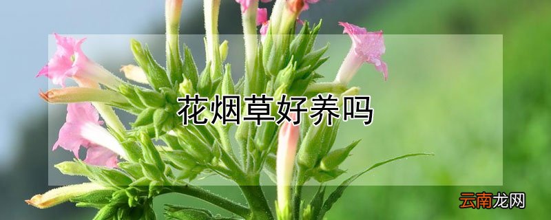 花烟草好养吗
