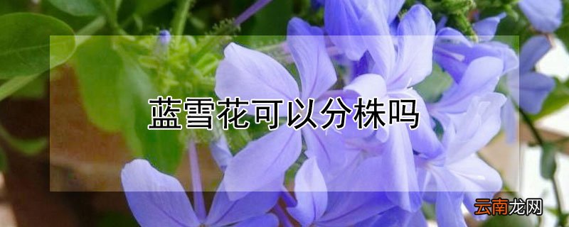 蓝雪花可以分株吗