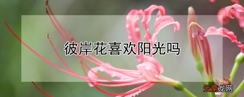 彼岸花喜欢阳光吗