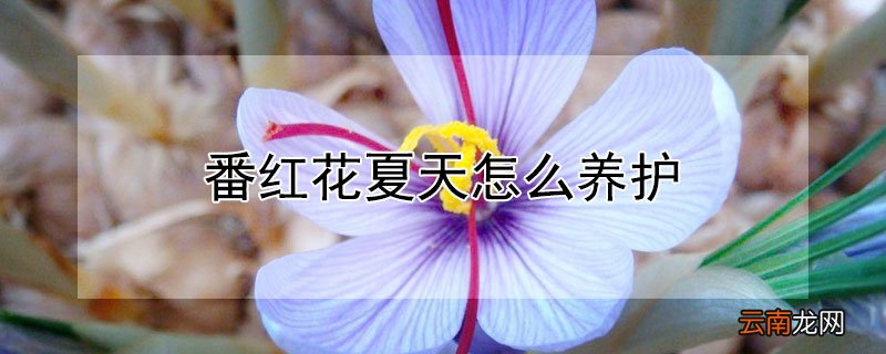 番红花夏天怎么养护