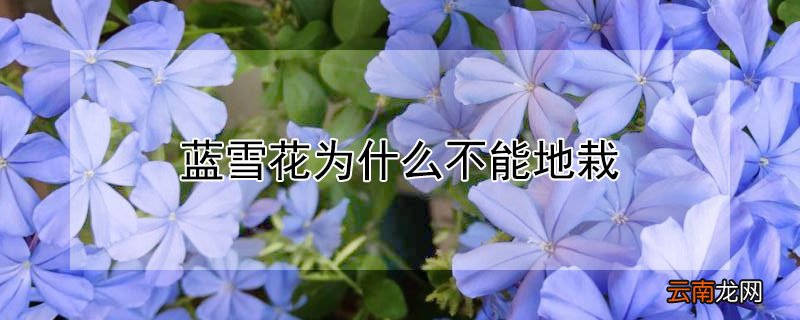 蓝雪花为什么不能地栽