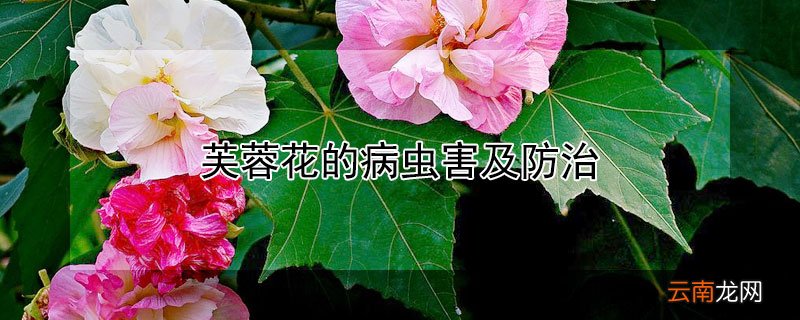 芙蓉花的病虫害及防治