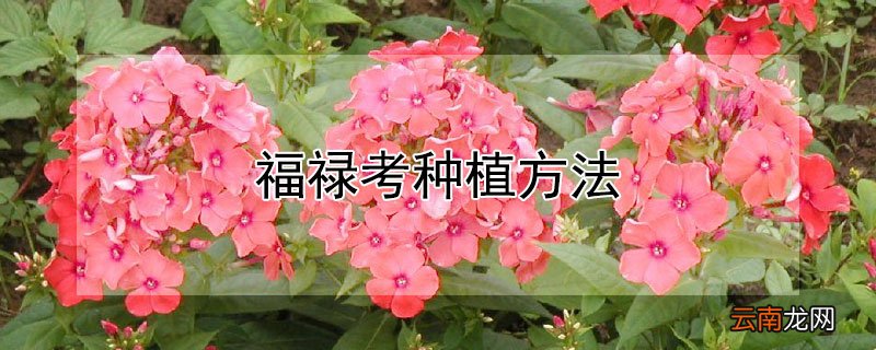 福禄考种植方法