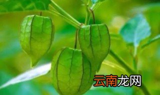 晒干的灯笼草怎么吃 灯笼草晒干后泡水喝的功效