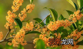 桂花怎么晒干 桂花怎么晒干不变色还保留香味
