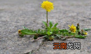 蒲公英怎么晒干保存 晾干的蒲公英怎么保存