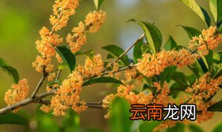 桂花怎样晒干保存 晒干的桂花怎么保存