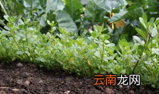 怎么把马齿苋晒干 马齿苋怎么晒干好