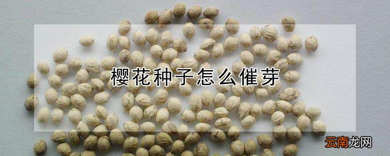 樱花种子怎么催芽