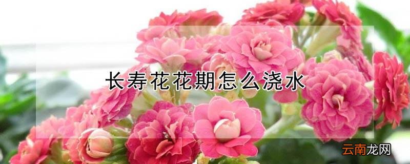 长寿花花期怎么浇水
